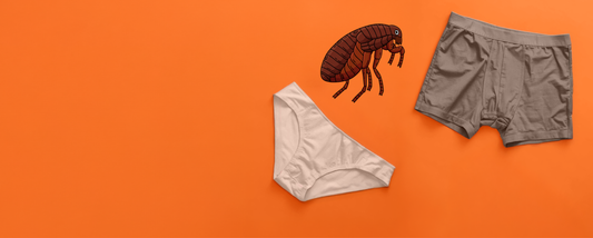 What are Pubic Lice?